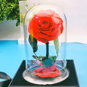 玻璃罩王子系列